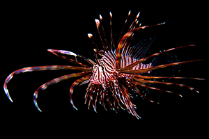 Pterois volitans